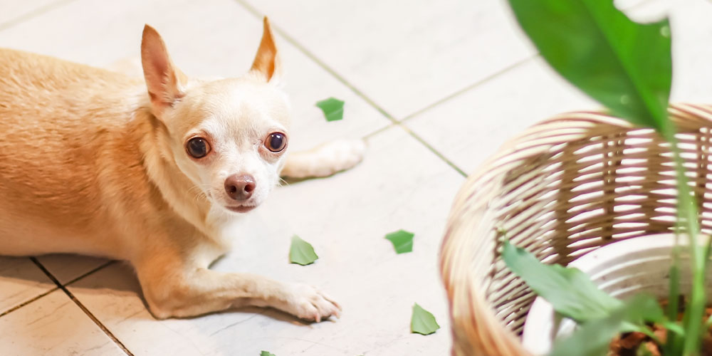 Pet Safety Tips for Plant Parents