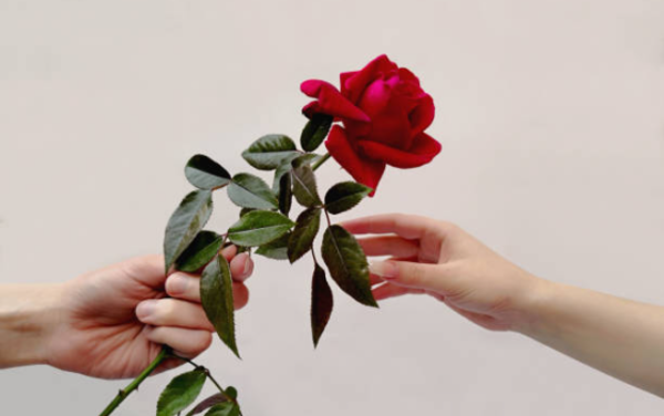 Roses Decoded | More than just a plant.
