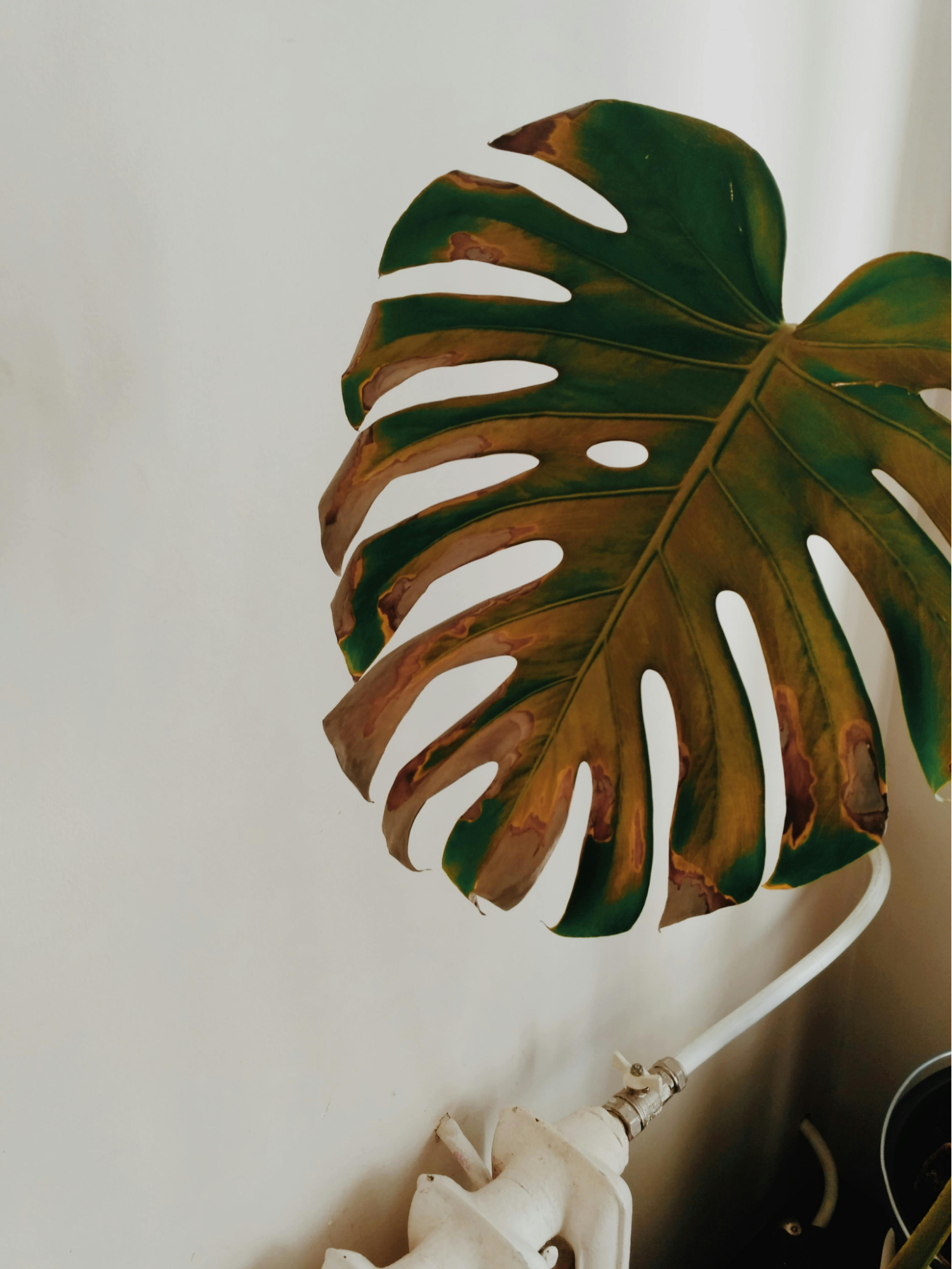 Plant Disease caused by over watering