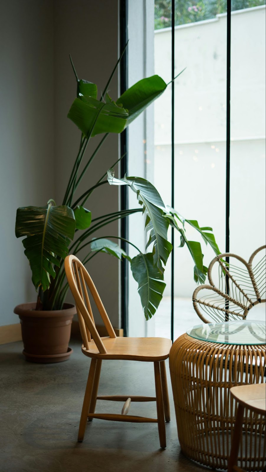 Big plant near window in cold weather
