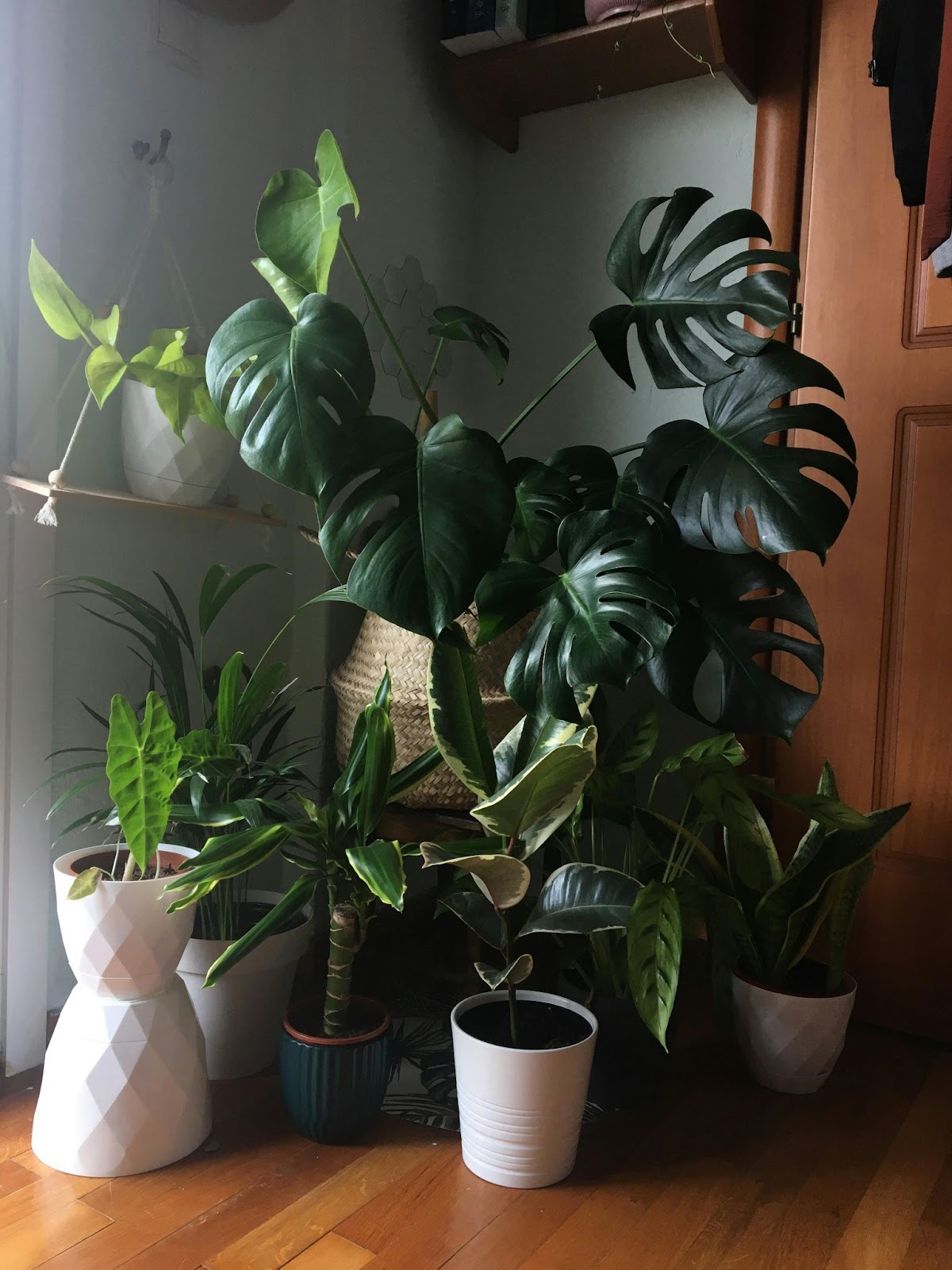 Plants group together in cold weather