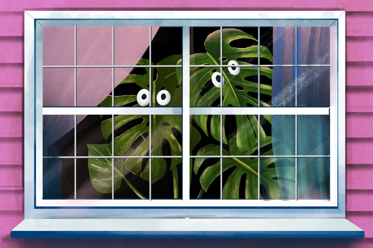 How to not kill your houseplants when you take a vacation