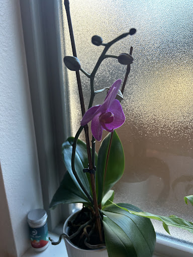 Photo from customer review