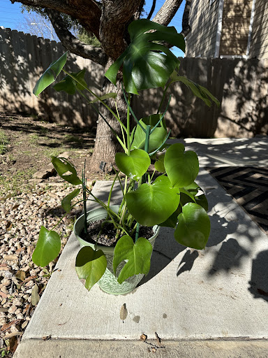 Photo from customer review